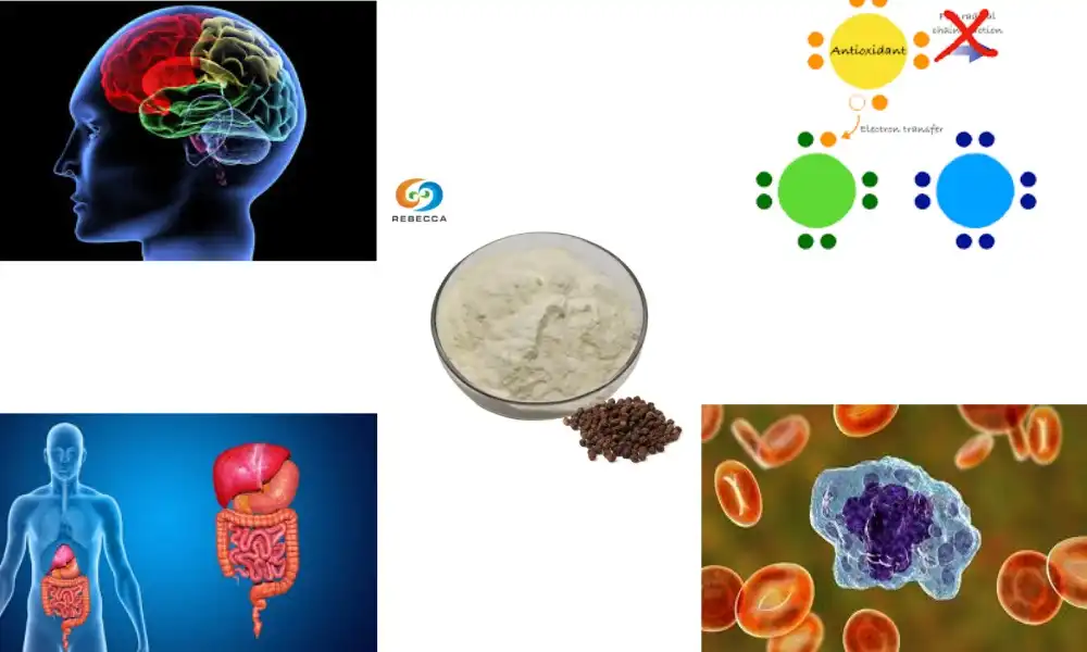 Shop Organic Piperine Powder for Natural Energy Boost